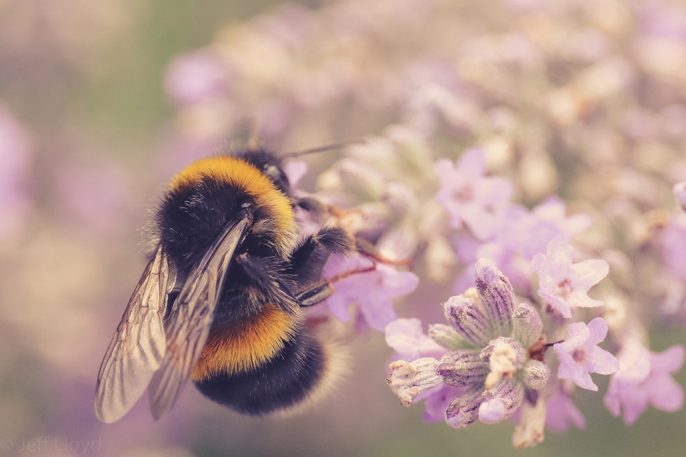 Bee on flower