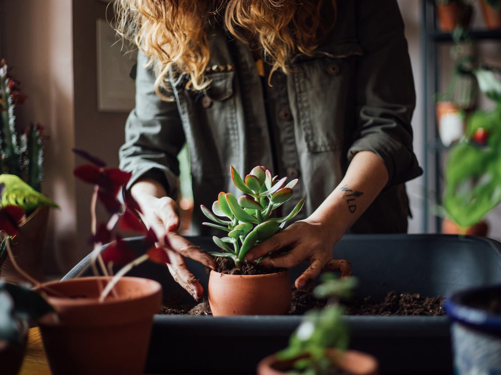 Lady potting indoor plant