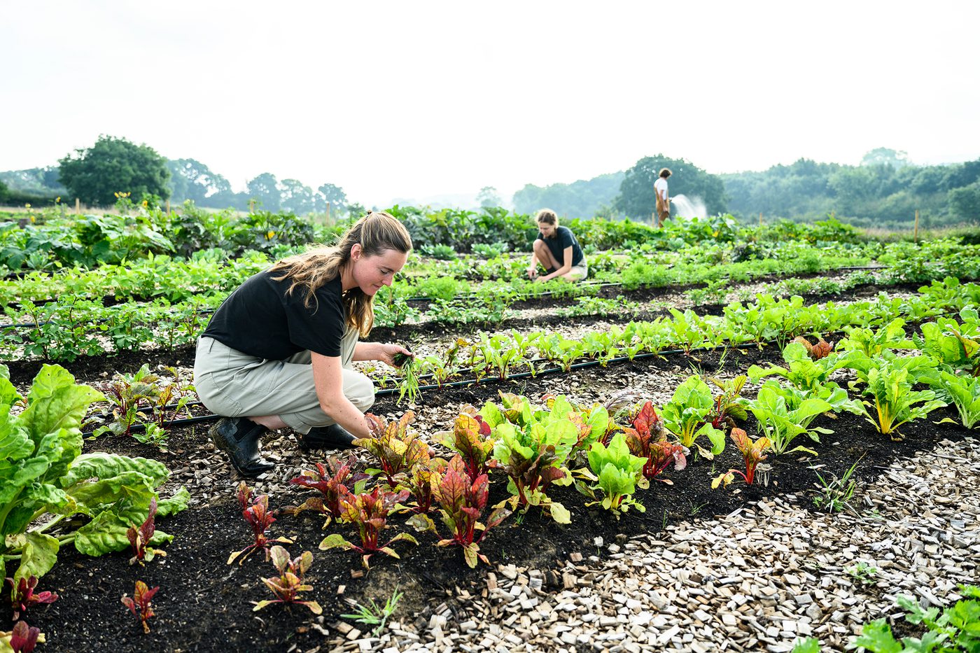 People tending to plants trade