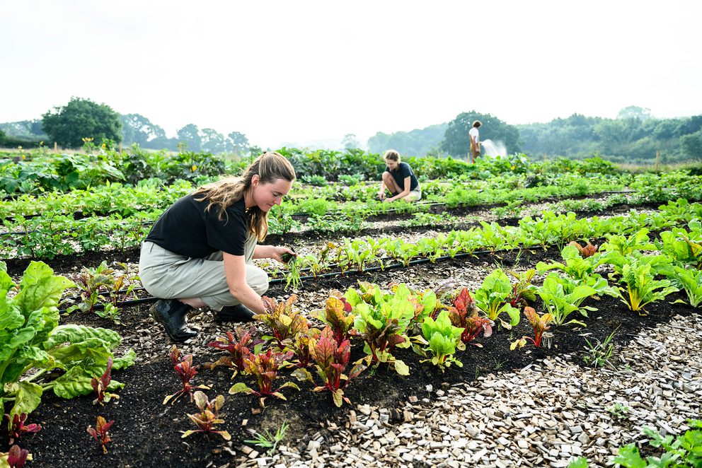 People tending to plants trade