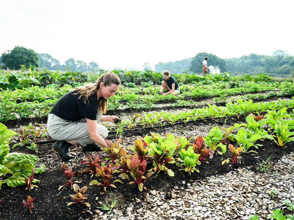 People tending to plants trade