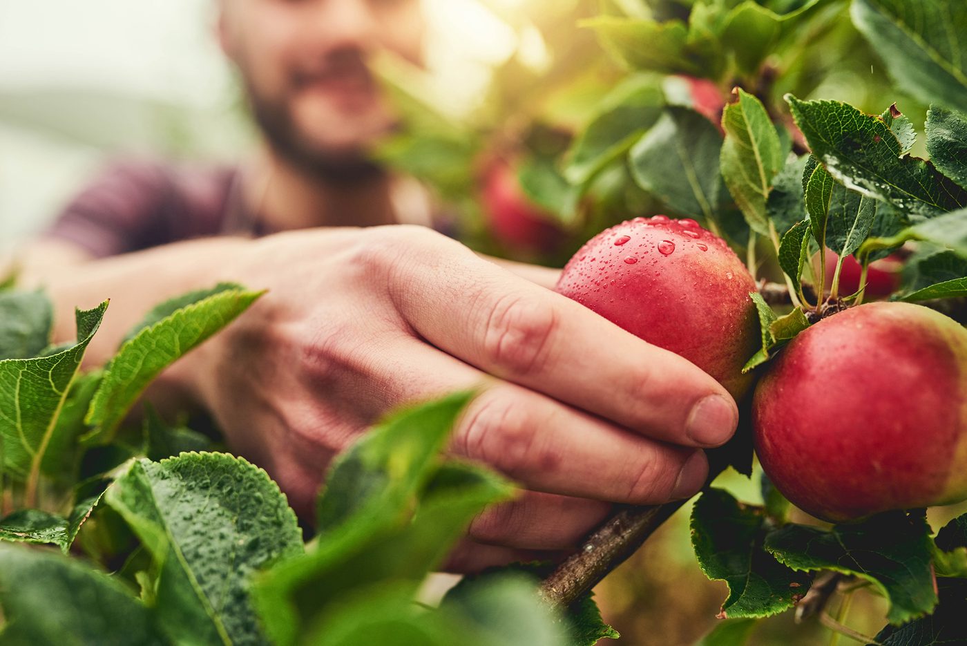 Picking apples