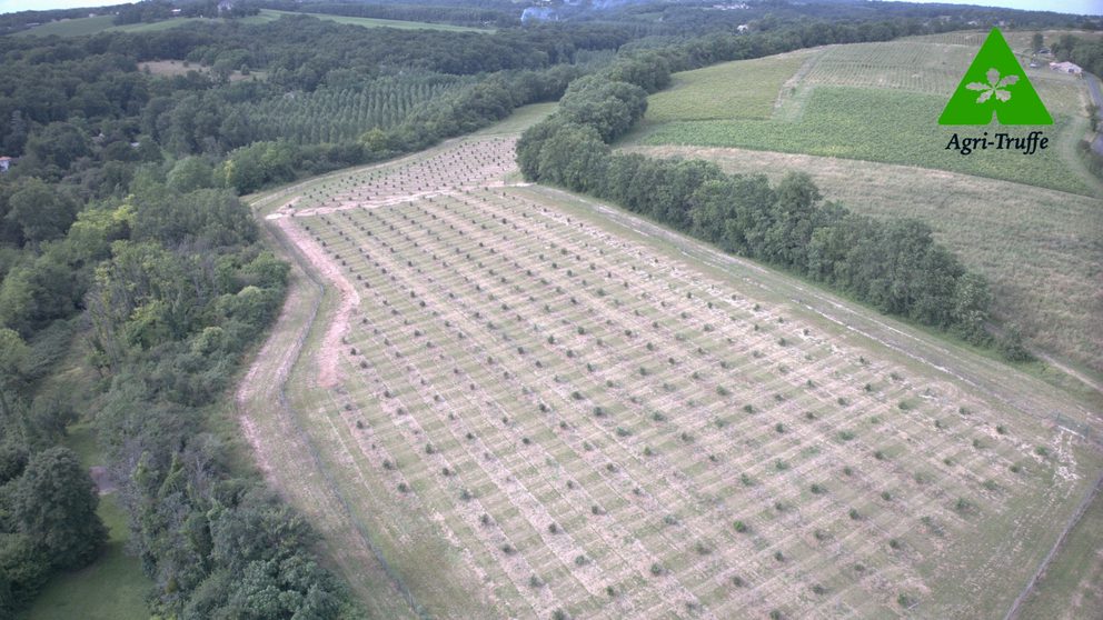 Plantation (with logo)