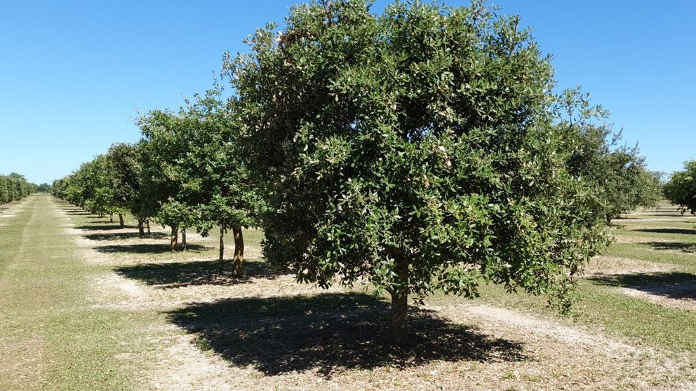 Truffiers Featured image (no Logo)