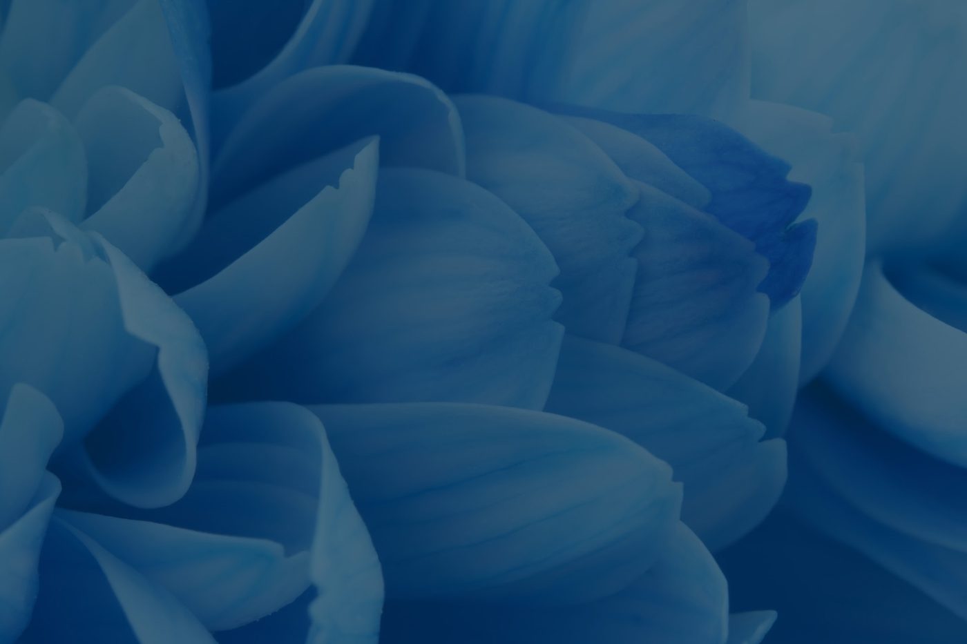 Blue Petal Background