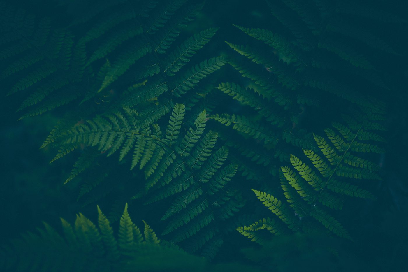 Dark Fern Background