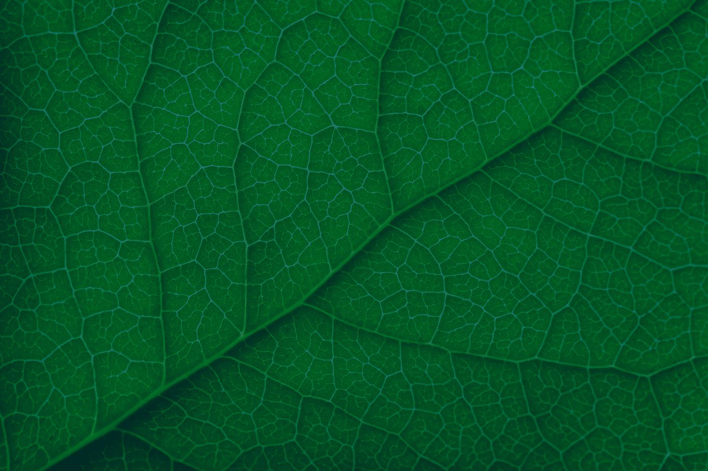 Green Leaf Background