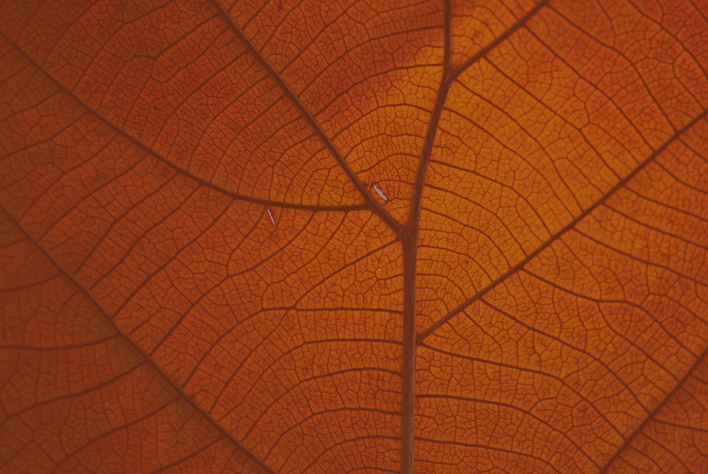 Orange Leaf Background