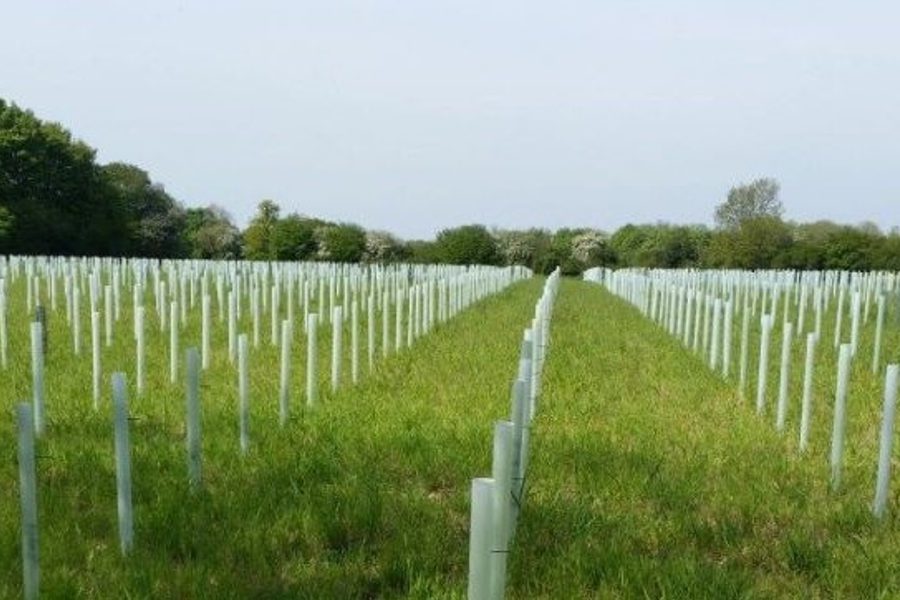 Tree supply survey photo