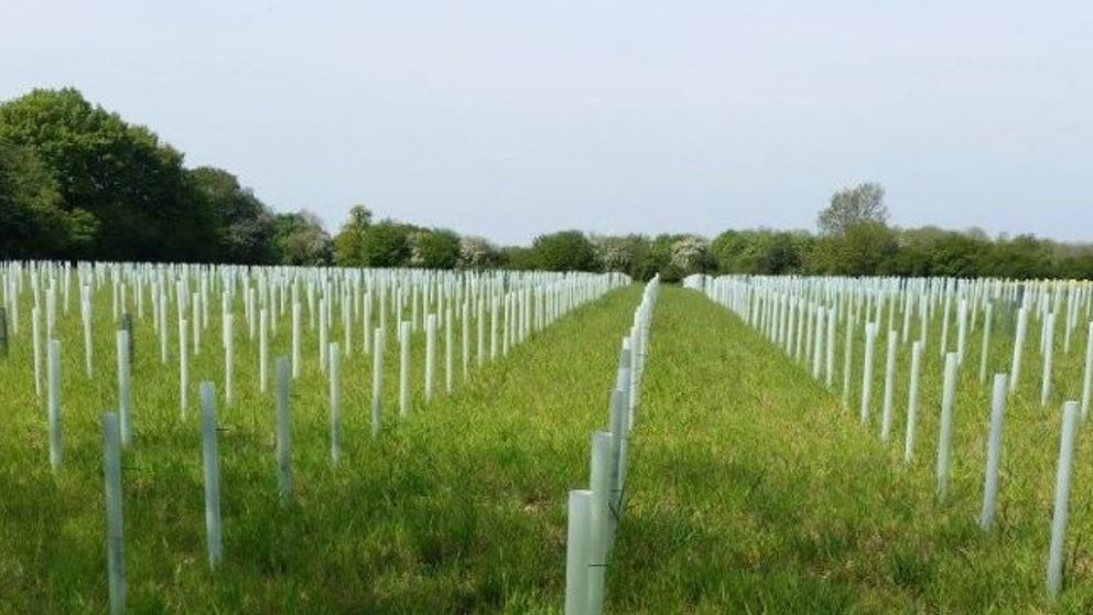 Tree supply survey photo